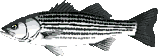 Pez-158.gif