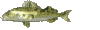 Pez-161.gif
