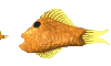 Pez-166.gif