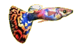 Pez-34.gif