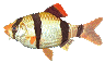 Pez-47.gif