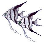 Pez-63.gif