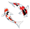 Pez-91.gif