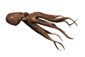 Pulpo-10.gif