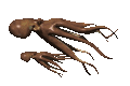 Pulpo-16.gif
