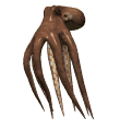 Pulpo-17.gif