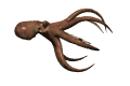 Pulpo-19.gif