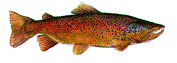 Salmon-01.gif