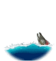 Salmon-03.gif