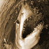 Avatar-Tiburon-02.gif