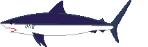 Imagen-animada-Tiburon-06.gif