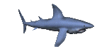 Imagen-animada-Tiburon-22.gif