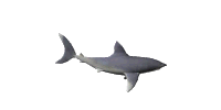 Imagen-animada-Tiburon-25.gif