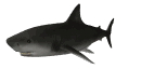Imagen-animada-Tiburon-26.gif