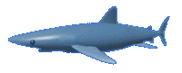 Imagen-animada-Tiburon-33.gif
