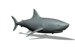 Imagen-animada-Tiburon-35.gif