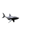 Imagen-animada-Tiburon-43.gif