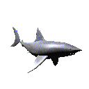 Imagen-animada-Tiburon-48.gif