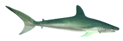 Imagen-animada-Tiburon-49.gif