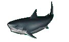 Imagen-animada-Tiburon-50.gif