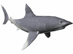 Imagen-animada-Tiburon-54.gif