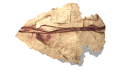Flecha-05.gif