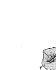 Imagen-animada-Dibujante-05.gif
