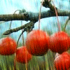 Avatar-animado-Alimento-178.gif