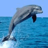 Avatar-animado-Animal-marino-01.gif