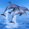 Avatar-animado-Animal-marino-03.gif