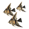 Avatar-animado-Animal-marino-13.gif