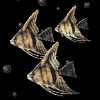 Avatar-animado-Animal-marino-14.gif