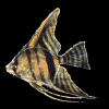 Avatar-animado-Animal-marino-16.gif
