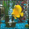 Avatar-animado-Animal-marino-30.gif