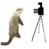 Avatar-animado-Animal-05.gif
