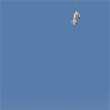 Avatar-animado-Animal-1000.gif