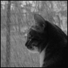 Avatar-animado-Animal-1003.gif