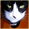 Avatar-animado-Animal-1040.gif