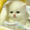Avatar-animado-Animal-1042.gif