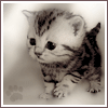 Avatar-animado-Animal-1068.gif