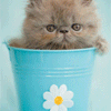 Avatar-animado-Animal-1069.gif