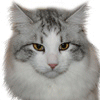 Avatar-animado-Animal-1071.gif