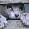 Avatar-animado-Animal-1078.gif