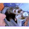Avatar-animado-Animal-1081.gif