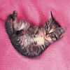 Avatar-animado-Animal-1089.gif