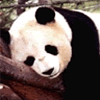 Avatar-animado-Animal-110.gif
