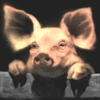 Avatar-animado-Animal-1106.gif