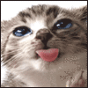 Avatar-animado-Animal-1107.gif
