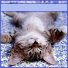 Avatar-animado-Animal-1114.gif