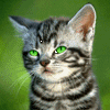 Avatar-animado-Animal-1116.gif